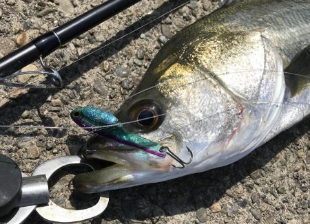 水の透明度が高いときは、暗いカラー